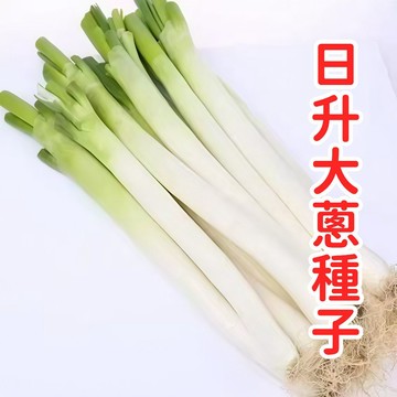 日昇大蔥種子 日本蔥 長蔥 大蔥苗 蔥種 蔬菜種子 耐熱品種 家庭菜園 陽台種植 四季可播 青蔥 香料 新鮮 易種 高發