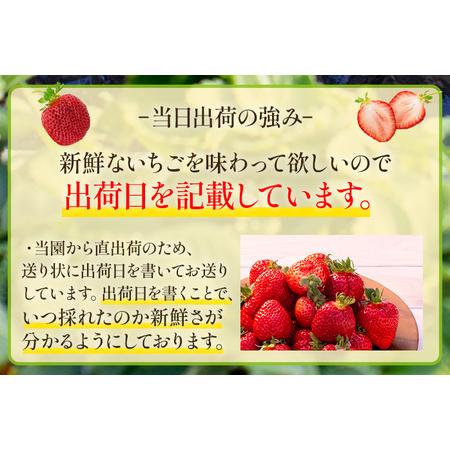 ふるさと納税 ごほうびいちご （約250g×4パック ） ＜2024年1月以降順次発送予定＞ いちご 苺 高品質 完熟 フルーツ 果物 お取り寄せ ご当.. 福岡県田川市