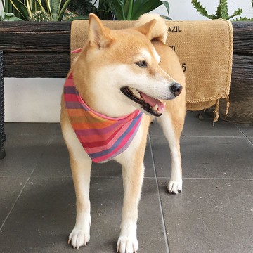 狗狗專屬名領巾-客製化(中型犬)- 粉條