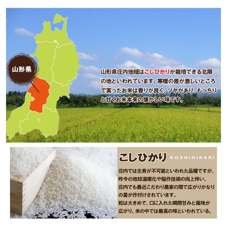 白米 10kg (5kg×2) 山形県産 コシヒカリ 米 お米 精米済 令和5年（送料無料）