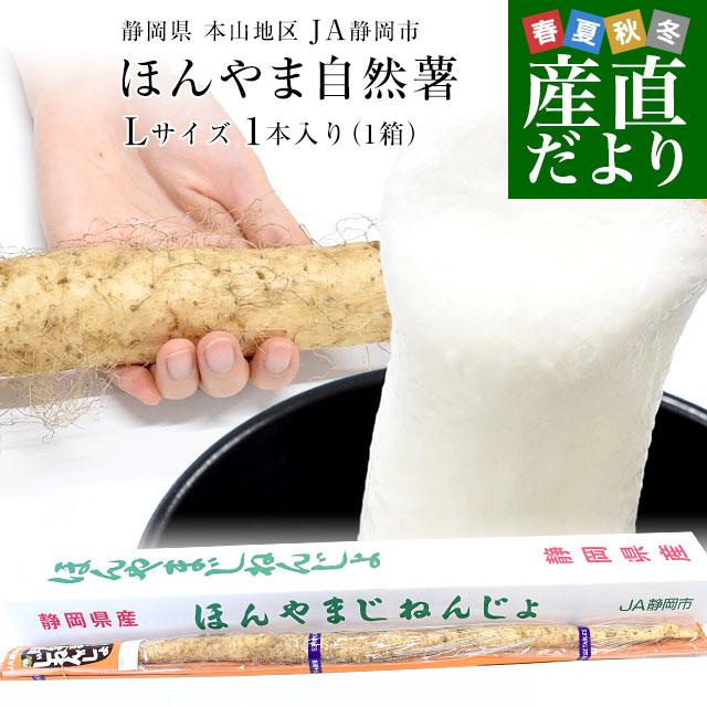 静岡県 JA静岡市 本山自然薯 ほんやまじねんじょ 1本物 Lサイズ 1本入り 送料無料 山芋 やまいも とろろ