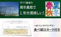 クラウンメロン　山クラス　６玉入　出荷箱