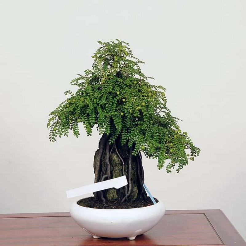 中品盆栽：磯ざんしょ石付(磯山椒）現品*サンショウ Isozansyo