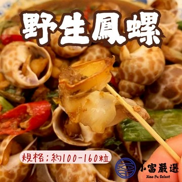 【小富嚴選】野生鳳螺粒 印度鳳螺 熟鳳螺 (2kg/包)最好規格50/80 下酒菜 海鮮控必吃 餐廳級美味