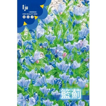 【原裝】車前葉藍薊種子！庭院陽台盆栽四季開花，耐旱好養，新手入門必備，觀花賞葉，自產種子，數量有限