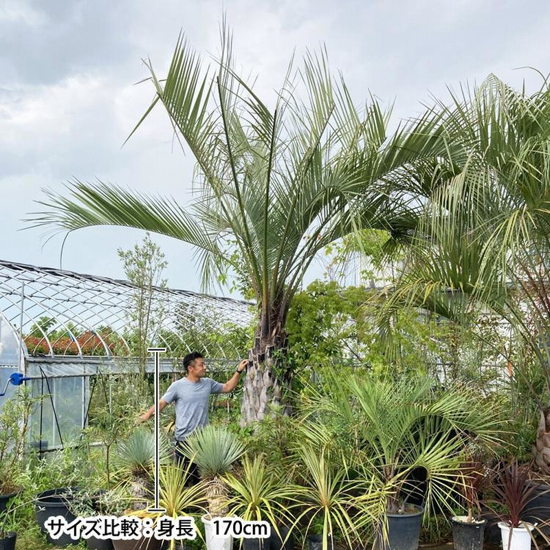 現品お届け ココスヤシ No.1 本州のみ配送可能 植栽は別途 ヤシの木 