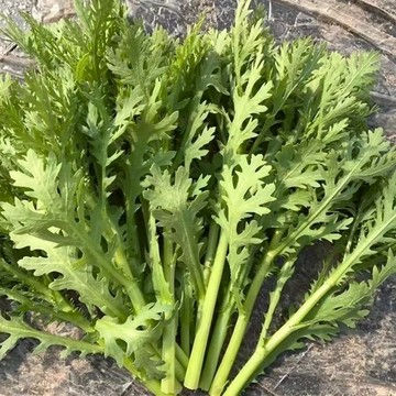 🥬[新種茼蒿種子]🥬 皇帝菜種籽小葉茼蒿種子3周即可收成 割完又長茼蒿菜種子 耐冷四季皇帝陽臺庭院花卉盆栽