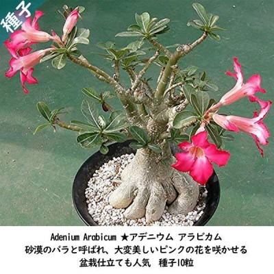 多肉植物 塊根植物 種子 種 盆栽 砂漠のバラ キョウチクトウ科 Adenium Arabicum-アデニウム アラビカム 種子10粒 |  LINEブランドカタログ