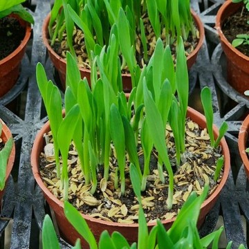 貓草【大里種苗】3吋│排毛化毛│天然植物纖維│貓咪最愛│幫助毛球排出│居家盆栽│好種植