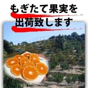 ふるさと納税 みかん はっさく 八朔 2kg 訳あり  ブランド 和歌山 有田みかん ありだみかん 和歌山県有田川町