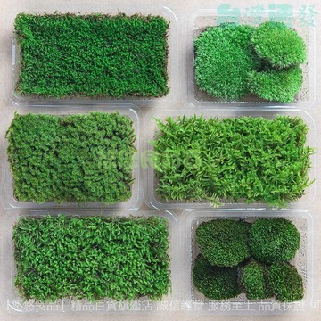 ✅店家嚴選 ⑦天鑒賞✅鮮活苔蘚微景觀植物盆景盆栽鋪麵四季水陸缸假山草白髮蘚短絨青苔