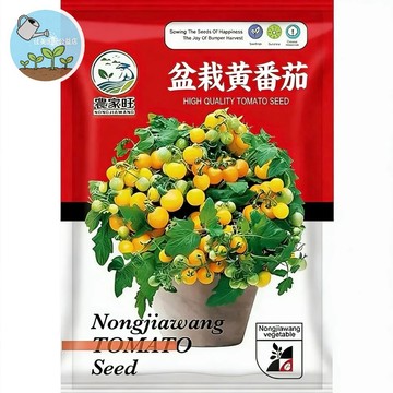【原廠包裝】盆栽黃番茄種子（Potted Yellow Tomato）水果小番茄 陽台可種 爆甜多汁 生吃聖品 親子共耕