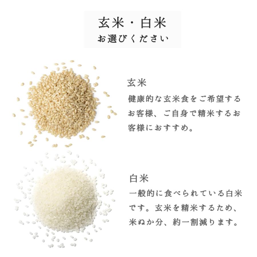 米 お米 新米 令和5年産 はえぬき つや姫 5kgセット(10kg) 山形県産