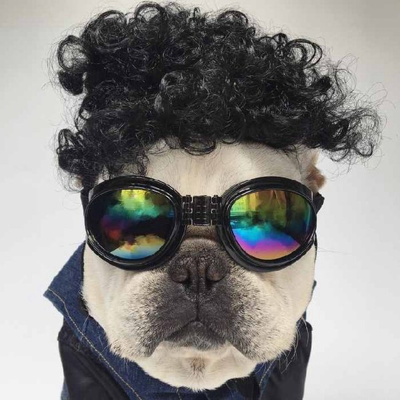 市場 犬 カーラー ペット服 パーマ おもしろグッズ 猫 カツラ コスプレ フレンチブルドッグ 変装 服 可愛い