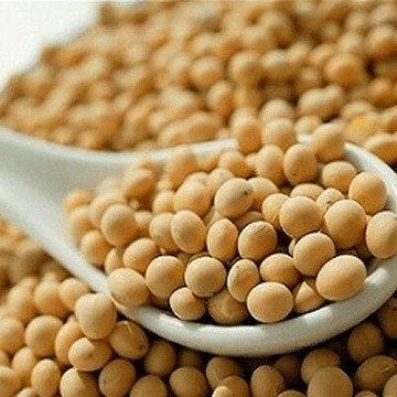 【168all】 600g【嚴選】加拿大 非基改黃豆