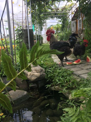 美濃近區公所有水電都內休憩美農地｜高雄市美濃區美中段