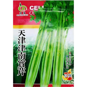 【北方脆芹王】正宗天津津南實芹種子｜莖實心 爽脆多汁 香氣濃｜火鍋炒菜必備｜耐熱耐寒 台灣四季可種｜附簡易催芽秘訣｜現貨