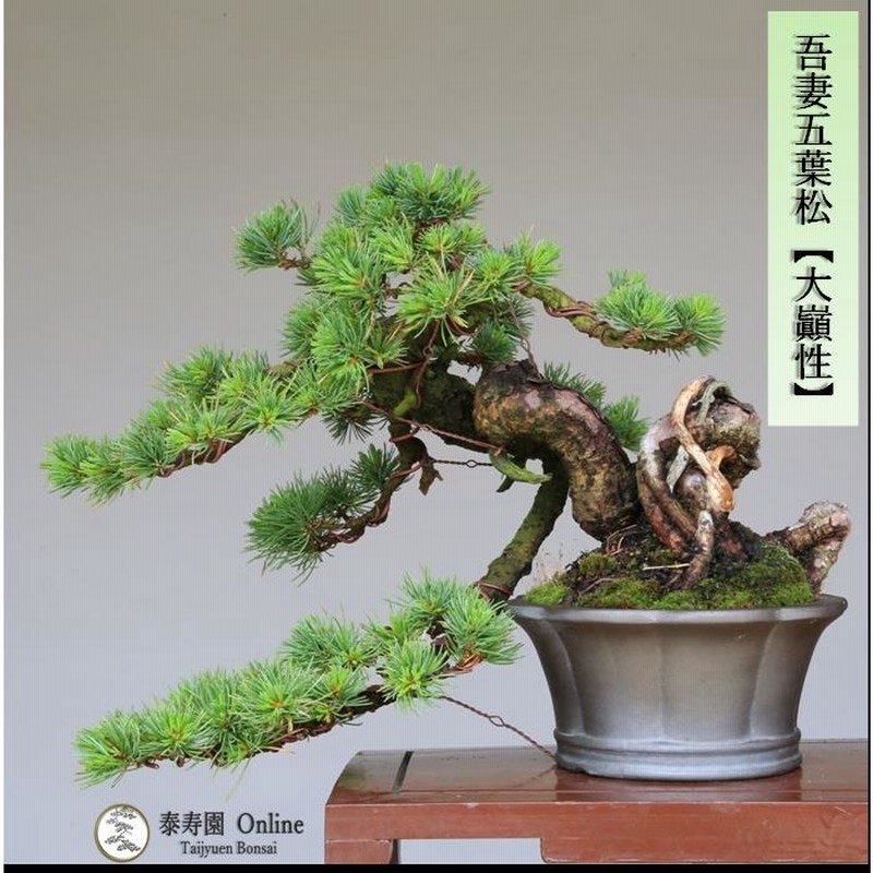 盆栽 吾妻五葉松『大巓性』小品盆栽 根上り懸崖づくり 【泰寿園
