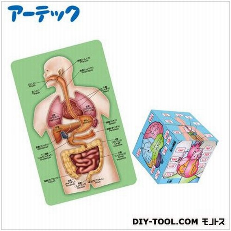 アーテック 人体キューブ パズル遊んで学べるからだのしくみ えがわりキューブ 72 72 72mm人体解剖パズル 136 215 5mm 通販 Lineポイント最大0 5 Get Lineショッピング