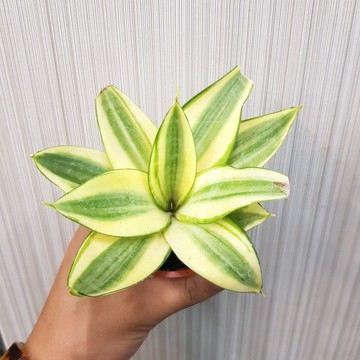 P老闆園藝~黃邊 虎尾蘭 3吋盆