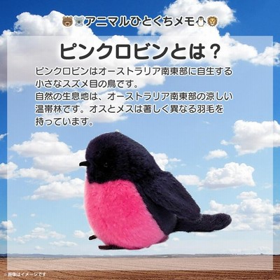 ぬいぐるみ 鳥 ピンクロビン SM316 2749 100+1 SKY アニマル