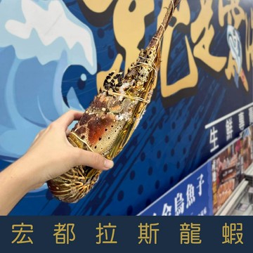 【就是愛海鮮】宏都拉斯龍蝦630-690g隻 燒烤/火鍋/蒸 一人一隻超霸氣 烤肉首選 [量大可配合批發/團
