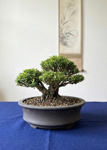 小品盆栽・雀舌黃楊