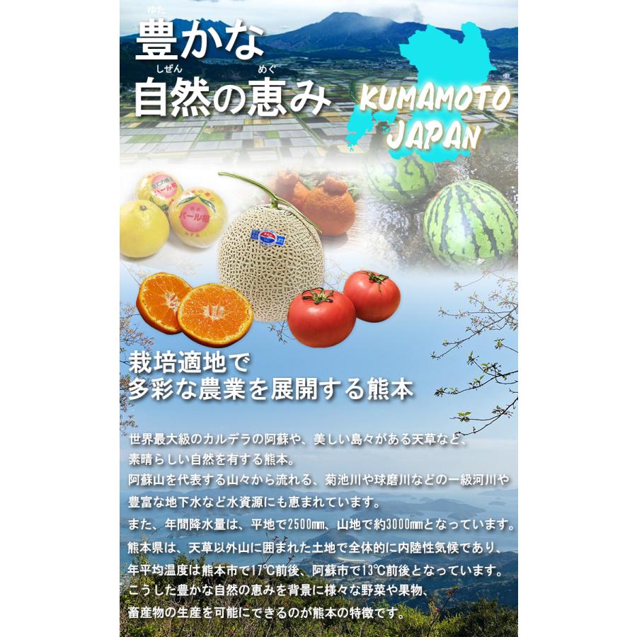 デコポン みかん 熊本県産 4〜6玉  しらぬひ 贈答規格 化粧箱入り JAくまもと 光センサー選果 糖度13度以上限定 糖度保証 栽培適地で育てた本場の美味しさ