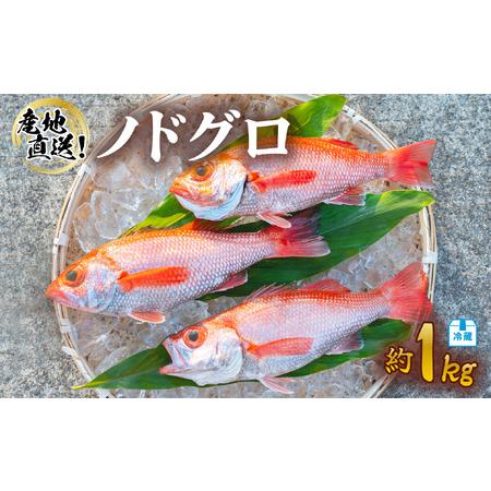 ふるさと納税 ノドグロ 約1kg 産地直送 冷蔵 下処理済 配送月指定可 アカムツ のどぐろ 高級魚 水揚げ時重量約1kg 下処理後約800g 徳島県海陽町