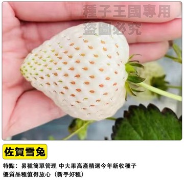 佐賀雪兔草莓苗 日本草莓苗 四季草莓苗 盆栽草莓 陽台草莓 家庭園藝 自種草莓 香甜草莓 盆栽果苗 耐熱草莓苗 室內盆栽
