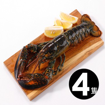 【華得水產】活凍特大波士頓龍蝦4尾(700-750g/尾)
