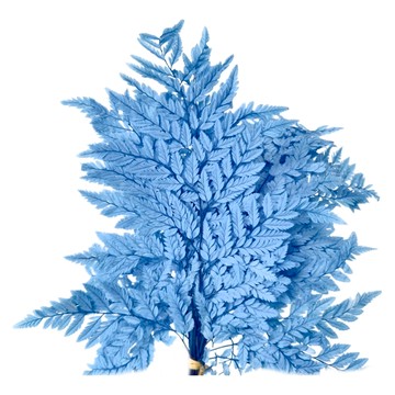 高山羊齒蕨 永生花 10支裝  霧霾藍色