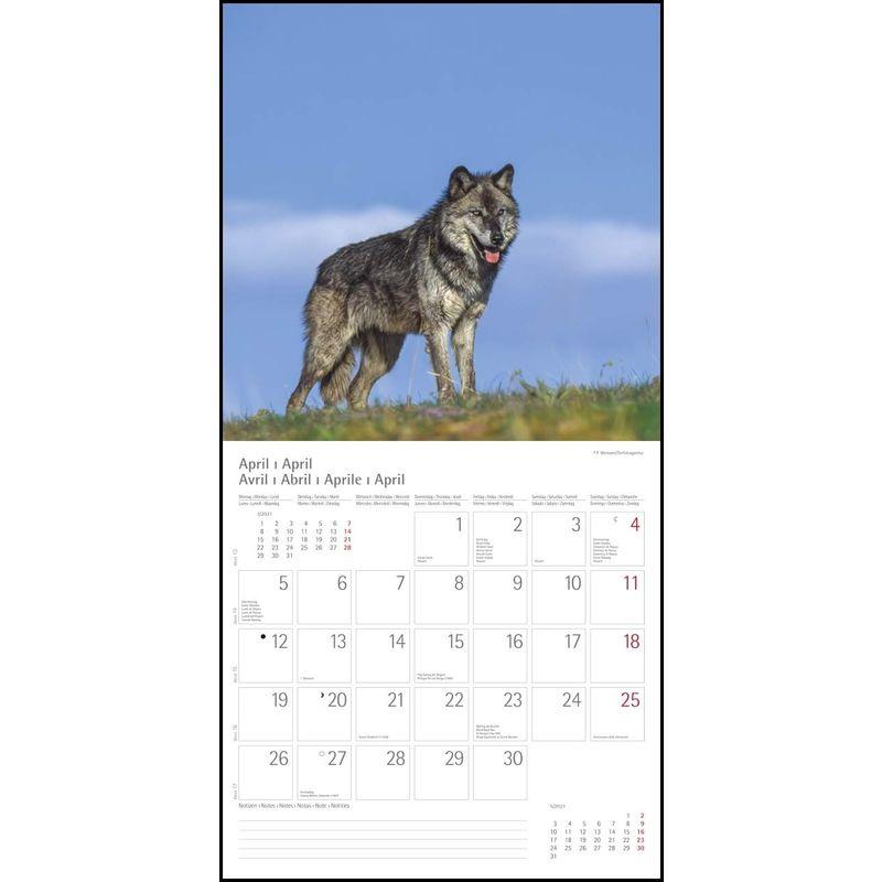 Woelfe Wolves Broschuerenkalender Wandkalender mit herausne