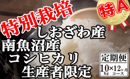 特別栽培 生産者限定 南魚沼しおざわ産コシヒカリ