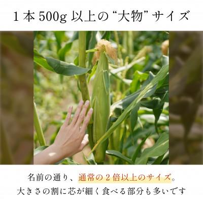 ふるさと納税 甲府市 Inakakara「おおもの」とうもろこし10本