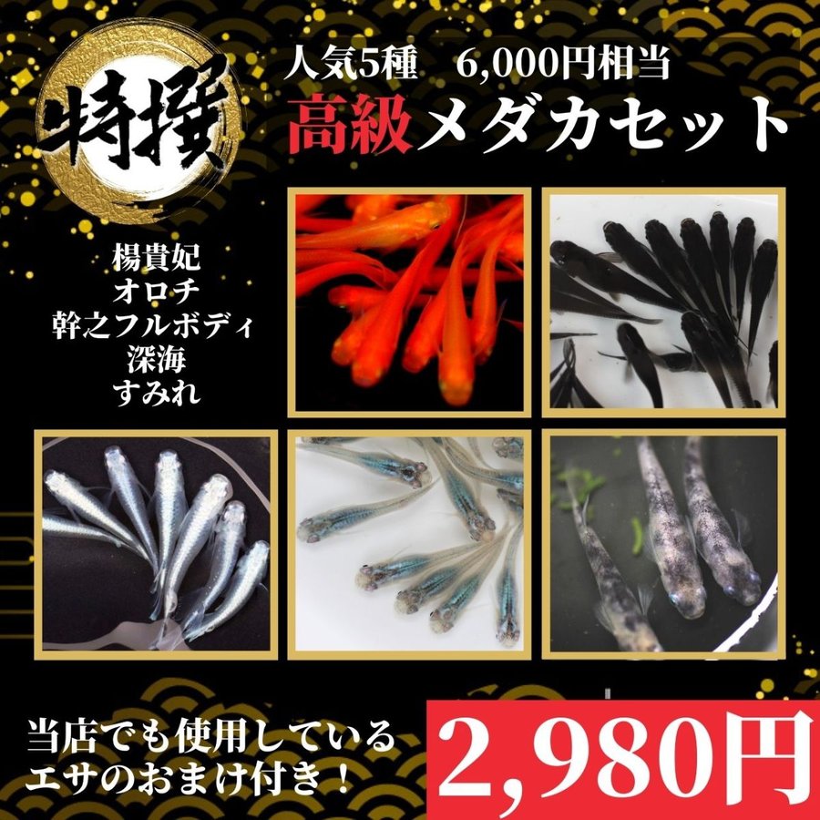 メダカ 6000円相当 高級めだか【人気5種類 10匹+餌セット】【オロチ 深海 楊貴妃(紅帝) すみれ 幹之 フルボディ】 ゾウリムシ ミジンコ  PSB と同梱可能 通販 LINEポイント最大0.5%GET | LINEショッピング