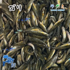 旬の味 生 ゴリ 約１kg （1尾約3-5cm前後）ごり国産 焼き物 みそ汁 ごり酒(カジカ酒) 唐揚げ