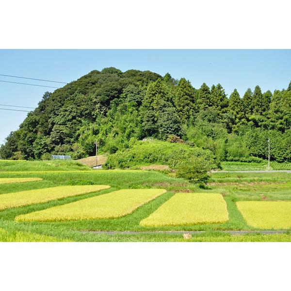 島根県産奥出雲こしひかり 10kg 島根米穀 お米