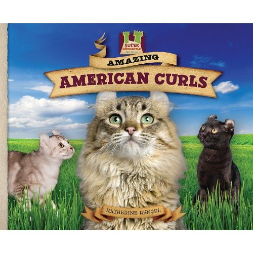 Amazing American Curls (Cat Craze)