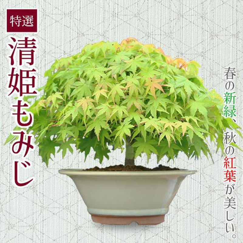 盆栽 清姫もみじ 樹高22cm｜花、園芸