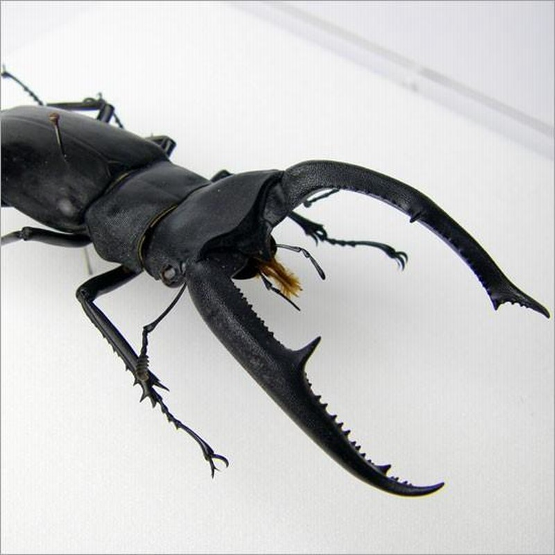 昆虫標本　キクロマトス6頭セット　ブリード品 昆虫標本 キクロマトス6頭セット ブリード品 セット標本 , 蝶の
