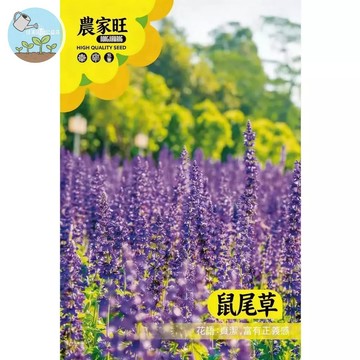 【原廠包裝】鼠尾草種子(Sage) 1克裝 食用香草植物 廚房香料泡茶聖品 好種療癒盆栽 驅蟲淨化 西餐料理必備