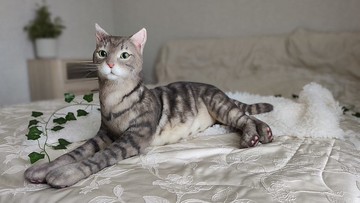 擬真絨毛貓咪玩偶