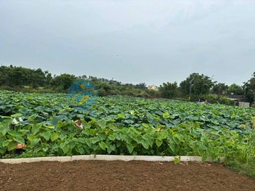 195市府二期(大牛稠)徵收田 (可分筆出售)｜桃園市大園區大牛稠