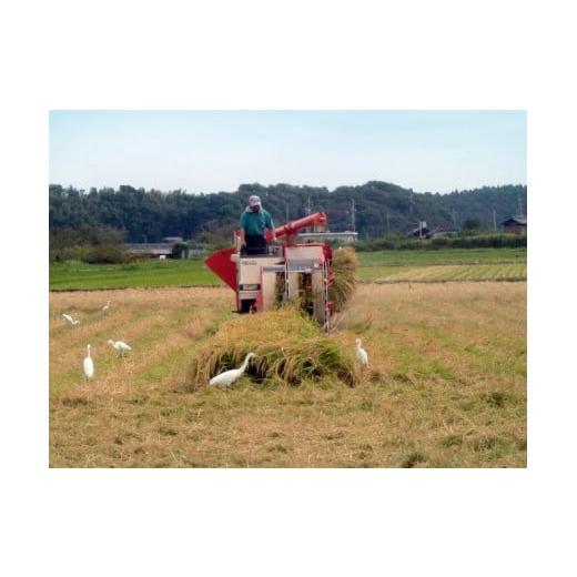 ふるさと納税 千葉県 八千代市 八千代産コシヒカリ10kg×12回