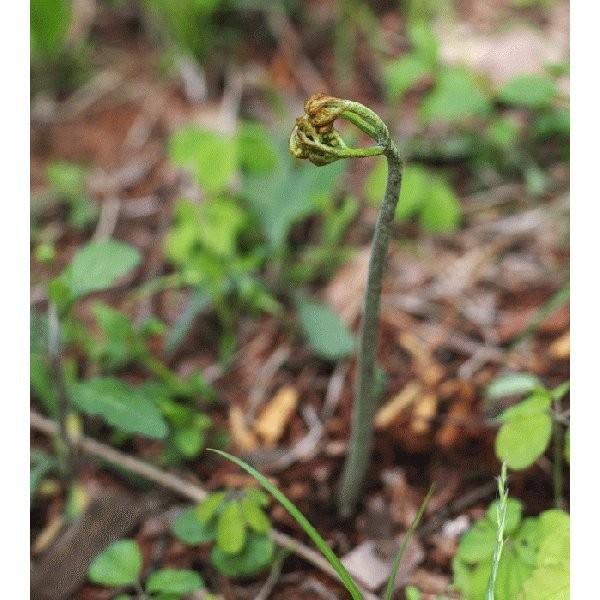 わらび 山菜 山形県小国町産 わらびの塩漬 1kg 送料込