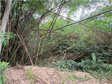白河竹子門俗農地｜台南市白河區竹子門段