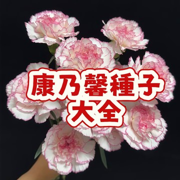 次日達-（康乃馨花種子大全）當季新籽 發芽率高  產量高 花開爆盆 花期長 陽台庭院盆栽 新手易種植#超優惠
