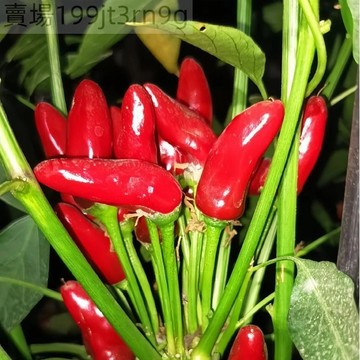 現貨🌶️【印度子彈頭 辣椒種子】（100粒） (特辣）迷人的簇狀辣椒 味道略帶甜 四季田園盆栽露台觀賞食用辣椒種籽