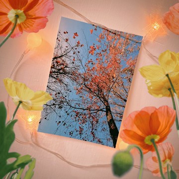 have a nice day 台灣趣明信片/酷卡/楓香樹